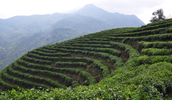 茶山.jpg